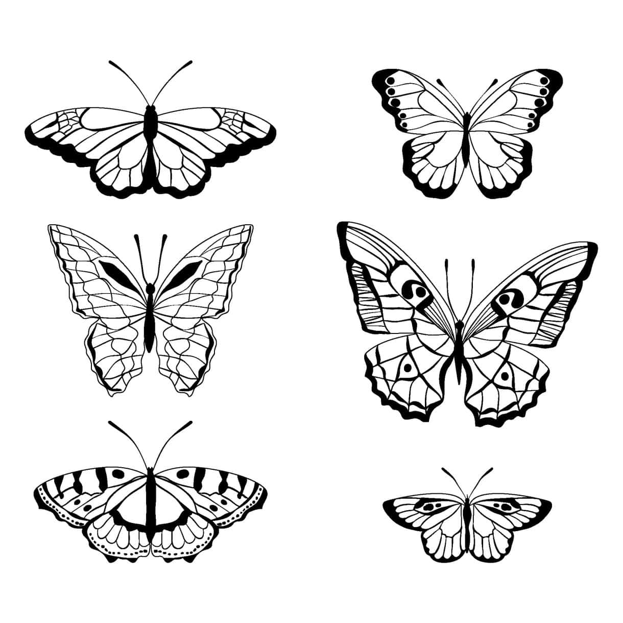 drawing of a Butterfly