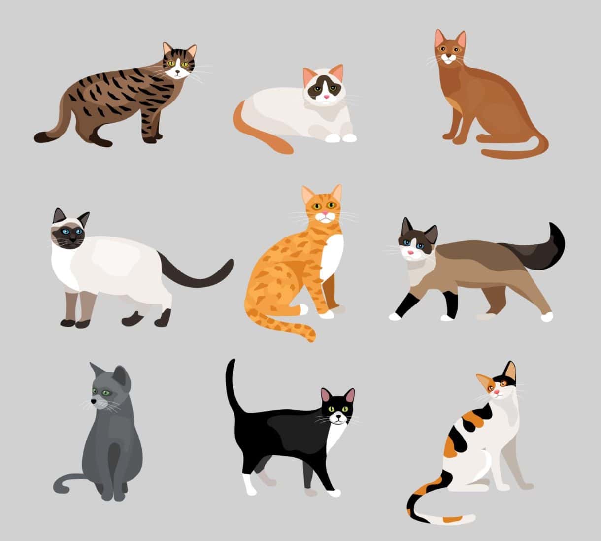 drawing of a Cat