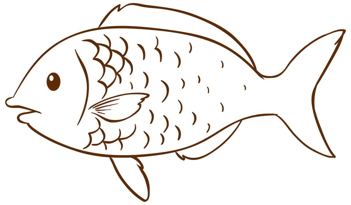 Fish drawing