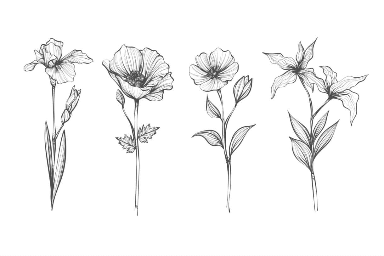 drawing of a Flower