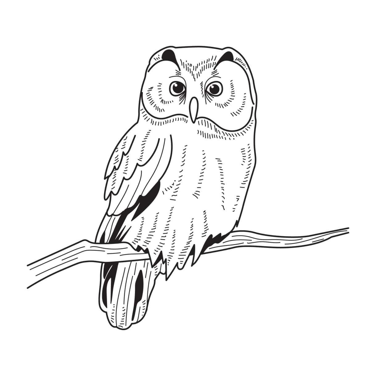 drawing of a Owl